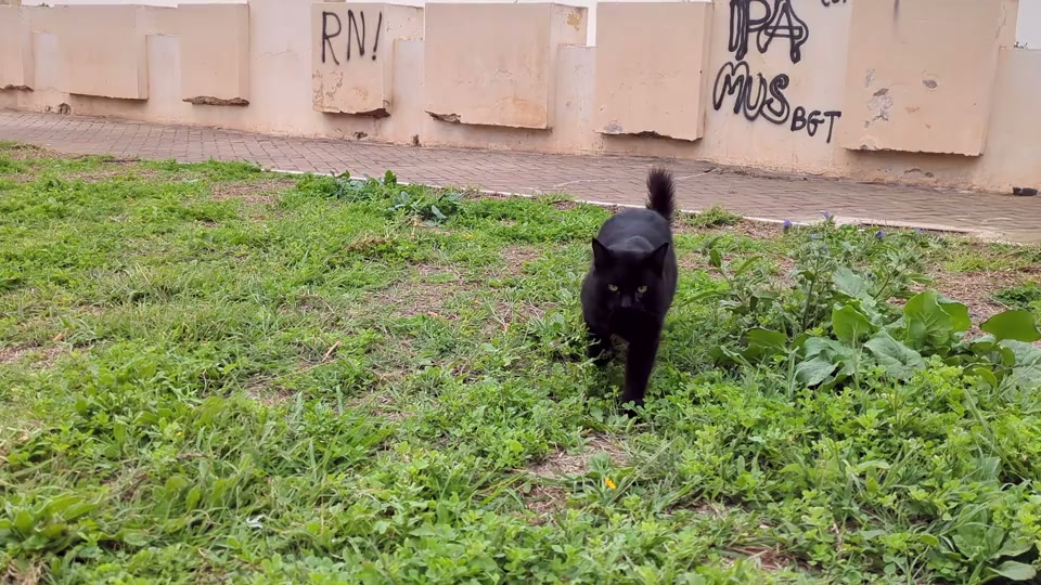 原视频帧:草地上走近的黑猫